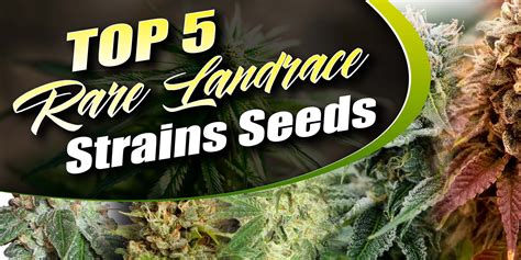 Well-Known Member. . Rare landrace strains seeds